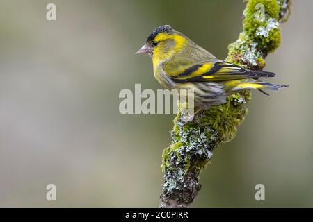 Männliche eurasische Siskin, Spinus spinus, Dumfries & Galloway, Schottland Stockfoto