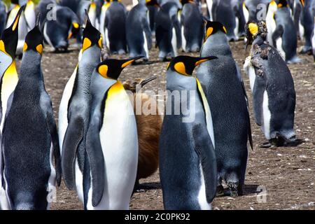 Eine Kolonie von Königspinguinen und einem Küken, und ein junger Erwachsener Häutung. Falkland-Inseln. Stockfoto