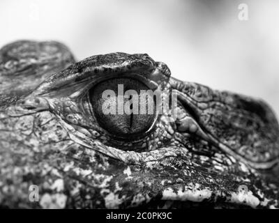 Caiman-Auge in Nahaufnahme. Schwarzweiß-Bild. Stockfoto