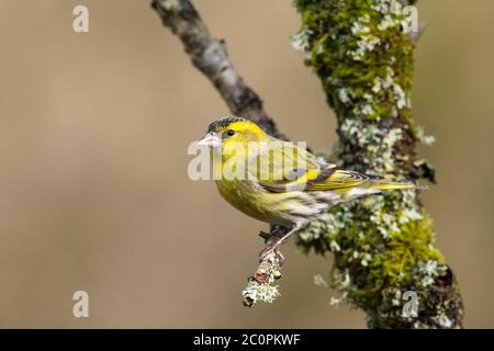 Männliche eurasische Siskin, Spinus spinus, Dumfries & Galloway, Schottland Stockfoto