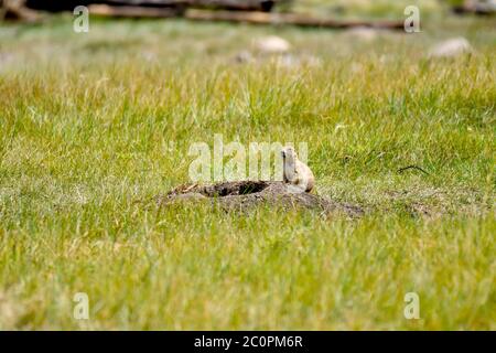 Ein Präriehund auf einem grünen Feld, der seine Höhlen im Custer State Park, South Dakota, bewacht Stockfoto