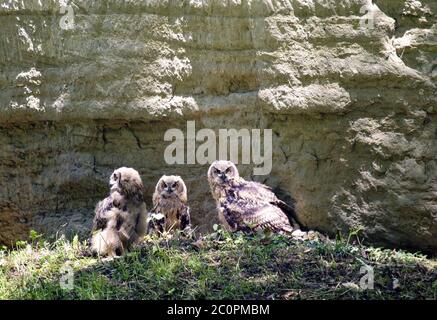 Eulen Bubo Bubo Stockfoto