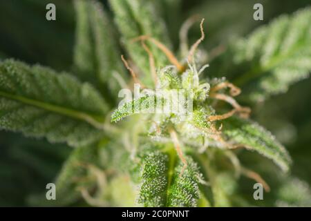 Detail von Marihuana oder Cannabisblüten Stockfoto