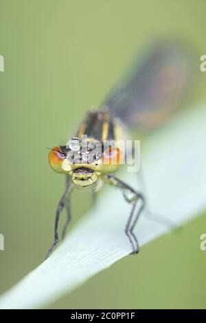 Erythromma najas, bekannt als die Rotaugen-Damselfliege Stockfoto