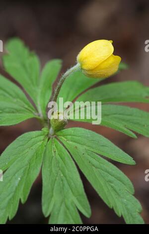 Anemone ranunculoides, die gelbe Waldanemone, Wildpflanze aus Finnland Stockfoto