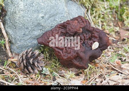 Falscher Morel, Gyromitra esculenta, tödlicher giftiger Pilz aus Finnland Stockfoto