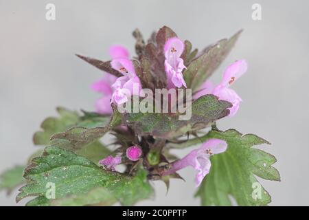 Lamium hybridum, bekannt als Schnittleerblatt-Totnessel, Wildblume aus Finnland Stockfoto