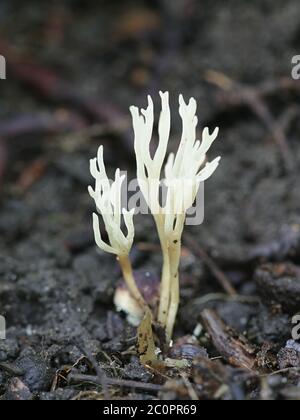 Ramariopsis kunzei, bekannt als Elfenbeinkoralle oder weißer Korallenpilz, Wildpilz aus Finnland Stockfoto