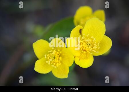 Caltha palustris, bekannt als Sumpfmarigold und Königspokal, Wildpflanze aus Finnland Stockfoto