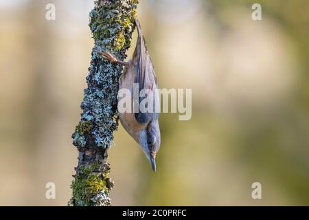 Eurasische Nuthatch, Sitta europaea, Dumfries & Galloway, Schottland Stockfoto
