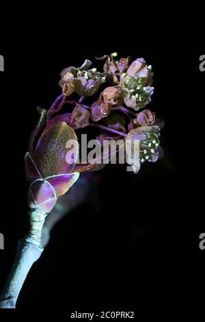 Blüten aus Ahorn, Acer platanoides, fotografiert im ultravioletten Licht (365 nm) Stockfoto