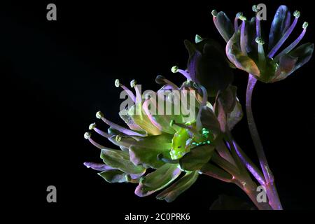 Blütenknospen aus Norwegenahorn, Acer platanoides, fotografiert im ultravioletten Licht (365 nm) Stockfoto