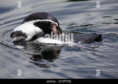 Ein Humboldt-Pinguin Spheniscus humboldti Nahaufnahme (gefangen), der sich beim Schwimmen im Wasser aufreitet Stockfoto