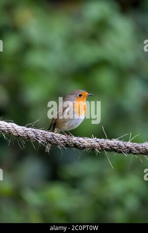 Eurasischer Robin Vogel Erithacus rubecula, der auf einem dicken Stück Seil in einem heimischen Garten mit einem grünen Weißdornhecke Hintergrund starrend Stockfoto