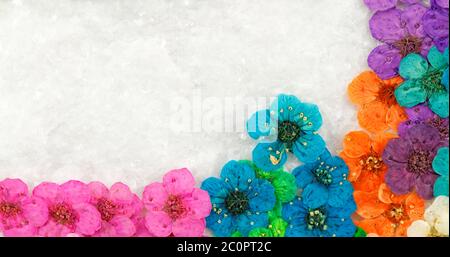 Dekorative Montage Zusammenstellung von bunten getrockneten Frühlingsblumen (rosa Stockfoto