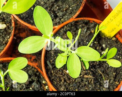 Lathyrus chloranthus süße Erbsen Sämlinge in Pflanztöpfen Stockfoto