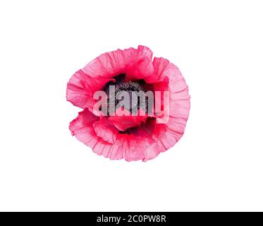 Rosa Mohn Blume Stockfoto