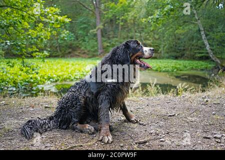 Fröhlich und sehr schmutzig, nasser Berner Sennenhund sitzt am Rande eines Sumpfes, Wald im Hintergrund. Schaut weg, wach Stockfoto