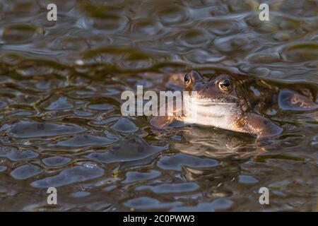 Gewöhnlicher Frosch, Rana temporaria, in einem Teich, umgeben von Frogspawn, Dumfries & Galloway, Schottland Stockfoto