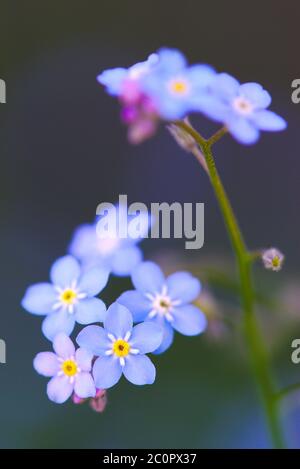 Blaue Vergissmeinnicht (Myosotis sylvatica) in einem Sonnenstrahl Stockfoto