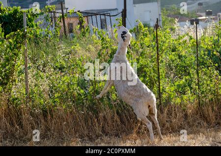 Ein Schaf, das auf seinen hinteren Füßen steht, versucht, einige frische Blätter über einem Eisenzaun zu essen. Malerische Szene an einem sonnigen Sommertag in Archanes Stockfoto