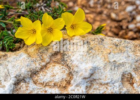 Gelbe Blüten wachsen auf Steinboden. Blüte aus nächster Nähe. Stockfoto