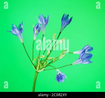 Brodiaea Blaue Blume Stockfoto