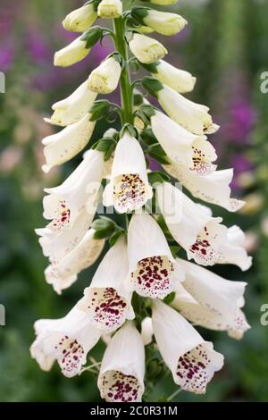 Digitalis purpurea F1 'Almatian Cream' Blüten. Stockfoto