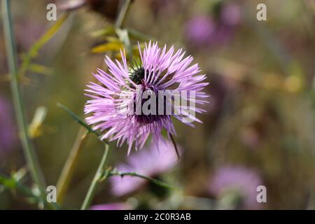 Nahaufnahme der rosa und lila Silybum Distelblume Stockfoto