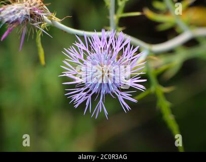 Nahaufnahme einer rosa und lila Centaurea Blume Stockfoto