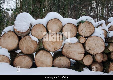 Stapel von abgehackten Holzstämmen Stockfoto