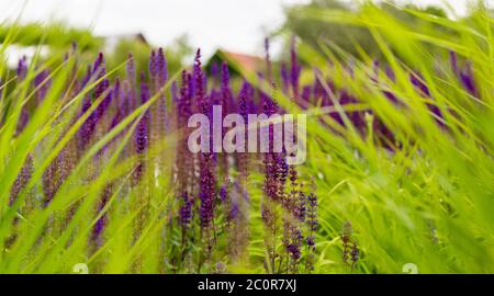 Lavendel im Gras. Kräuter wachsen wild. Zutat von Kräutertees. Material für aromatische Öle. Stockfoto