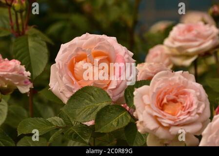 Schöne und romantische Blüten der Hybriden Tee Rose Sorte 'Double Delight' im Garten. Rosa Teeselrose. Stockfoto