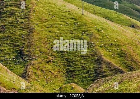 Schafschar auf der Weide in Three Kings Range, Blick von der Erewon Road, nahe Erewon Station, Manawatu-Wanganui Region, Nordinsel, Neuseeland Stockfoto