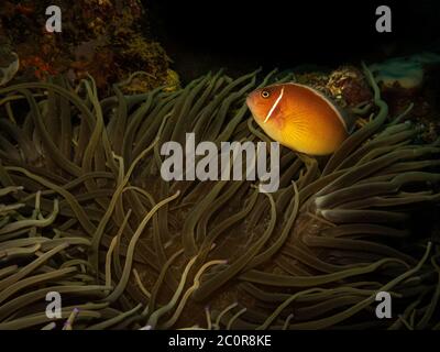 Skunk Clownfish (Amphiprion perideraionat) an seinem wunderschönen Meer Anemone zu Hause in einem Puerto Galera Riff auf den Philippinen Stockfoto