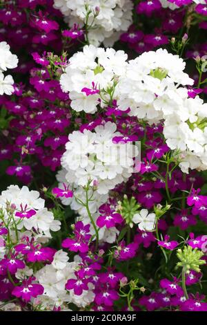 Lobelia erinus und Verbena Blumen. Stockfoto