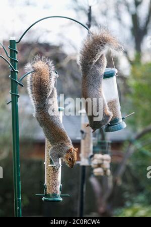 Grauhörnchen (Sciurus carolinensis) auf Futterhäuschen. GROSSBRITANNIEN. Stockfoto