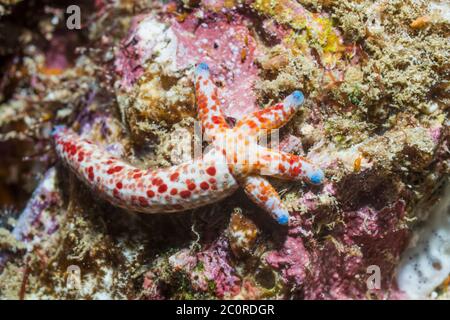 Multipore Seestern [Linckia multiflora] regenerieren neue Arme. West Papua, Indonesien. Indo-West Pacific. Stockfoto