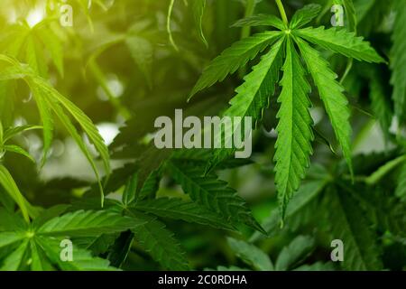 Große grüne Blätter einer Marihuanapflanze aus der Nähe. Hintergrund mit Kopierbereich. Unkrautverwendung im Gesundheitswesen Konzept. Stockfoto