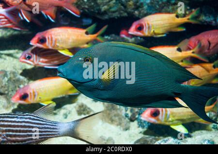 Gestreifter borstenohn oder gestreifter Surgeonfisch [Ctenochaetus striatus]. Ägypten, Rotes Meer. Stockfoto