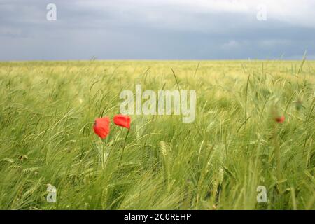 Mohnklatsch im Weizenfeld Stockfoto