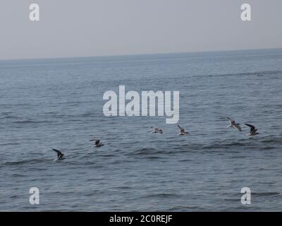 Niedrig fliegende Möwen, die am frühen Morgen entlang der Atlantikküste in New Jersey abseilten. Stockfoto