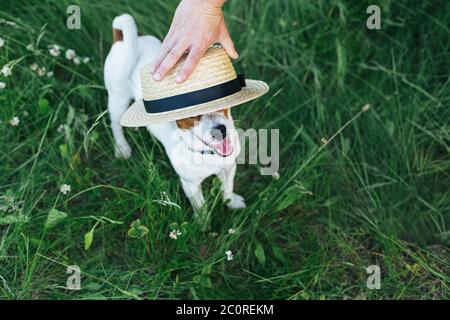 Glücklicher Welpe Jack Russell Terrier und sein Besitzer spielen mit Strohhut auf der Sommerwiese. Dunkelgrüner Hintergrund. Stockfoto