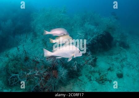 Gold-gepunktete Süsslippen [Plectorhinchus flavomaculatus]. Triton Bay, West Papua, Indonesien. Stockfoto