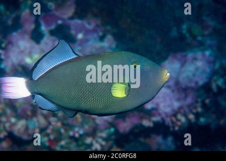 Pinktail-Drückerfisch [Melichthys vidua]. Nord-Sulawesi, Indonesien. Stockfoto