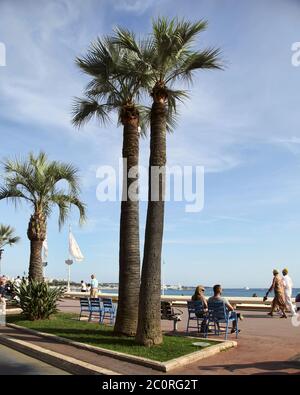 CANNES, FRANKREICH - 5. JULI 2014. Palmen auf der Croisette in Cannes. Cannes an der französischen Riviera gelegen. Die Stadt ist fa Stockfoto