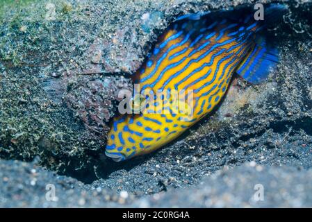 Jungfische, Blauer oder geriffelte Triggerfische [Pseudobalistes fuscus] versuchen, sich in einem Loch zu verstecken. Lembeh Strait, Nord-Sulawesi, Indonesien. Stockfoto