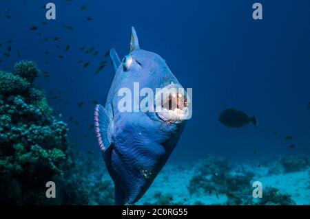 Blau oder gewellter Drückerfisch [Pseudobalisted fuscus]. Ägypten, Rotes Meer. Indo-West Pazifik. Stockfoto
