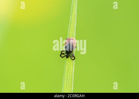 Tick ​​sitting auf einem Grasblatt Stockfoto