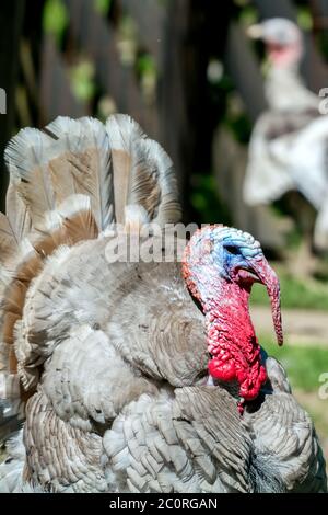 Detail des roten Kopfes der grauen türkei Stockfoto